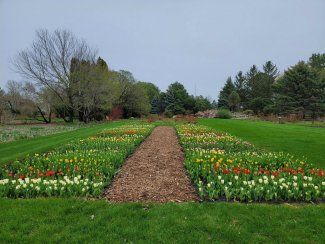 Tulips in Bloom as of May 11