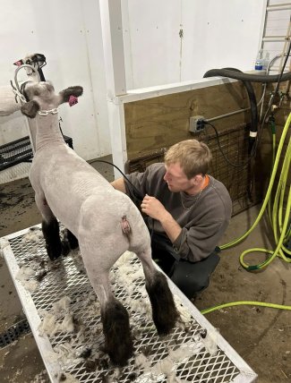 Tanner Sloan shearing a sheep