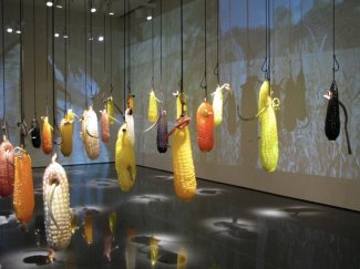Primordial Shift exhibition at SDAM. Blown glass corn cobs by Michael (Mick) Meilahn.