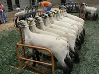 Multiple sheep lined up