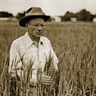 Mcfadden in a wheat field